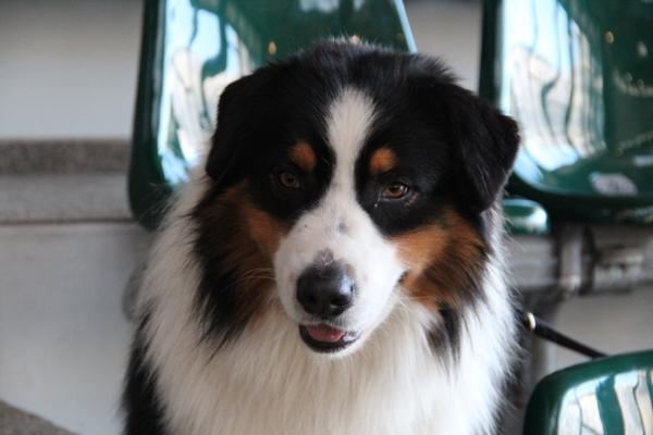 arwin v1 cac bos bob 1. 12. 2012 annaberg 2.jpg